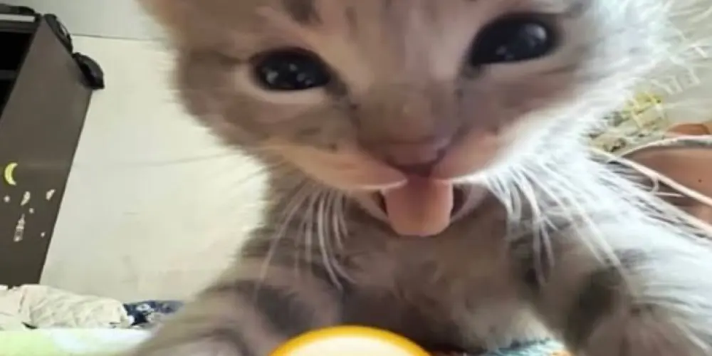 Imagem do grupo de WhatsApp Figurinhas e Stickers