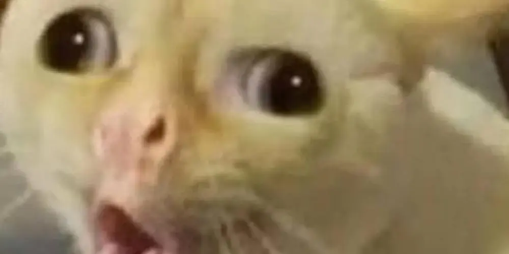 Imagem do grupo de WhatsApp FIGURINHAS MEMES ENGRAÇADO 😂