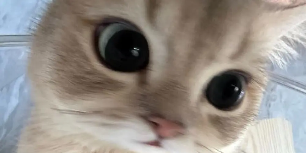 Imagem do grupo de WhatsApp Figurinhas Sem Limite