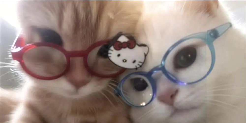 Imagem do grupo de WhatsApp Figurinhas TBT 🐈‍⬛