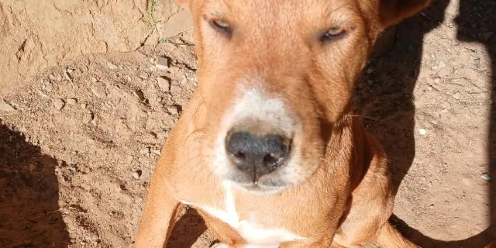 Imagem do grupo de WhatsApp FIGURINHAS WHATSAPP