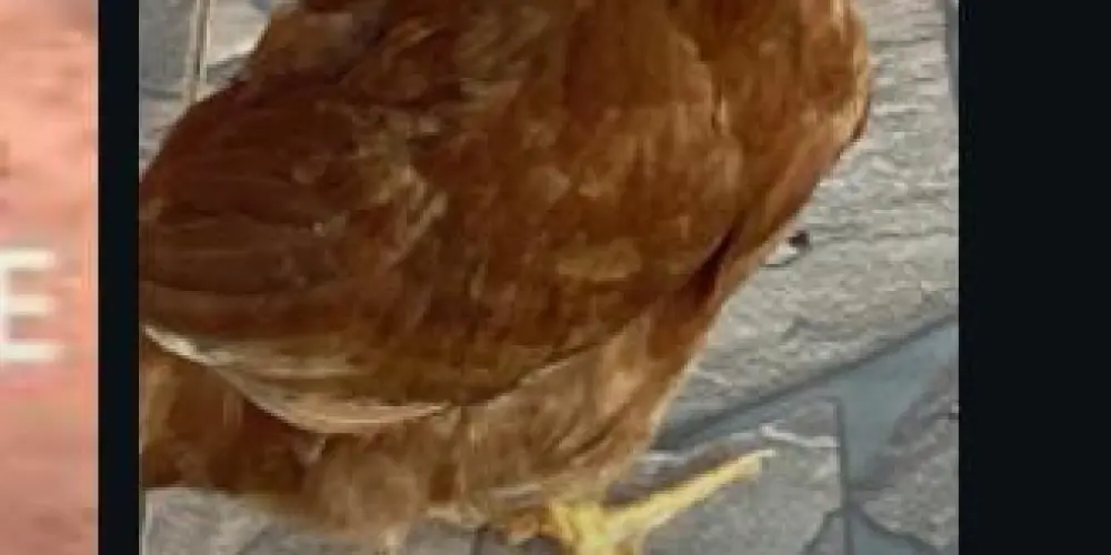 Imagem do grupo de WhatsApp fis dis raparigas