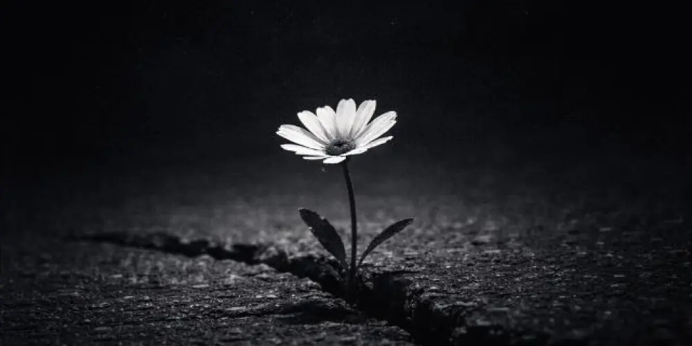 Imagem do grupo de WhatsApp Florescer ✿
