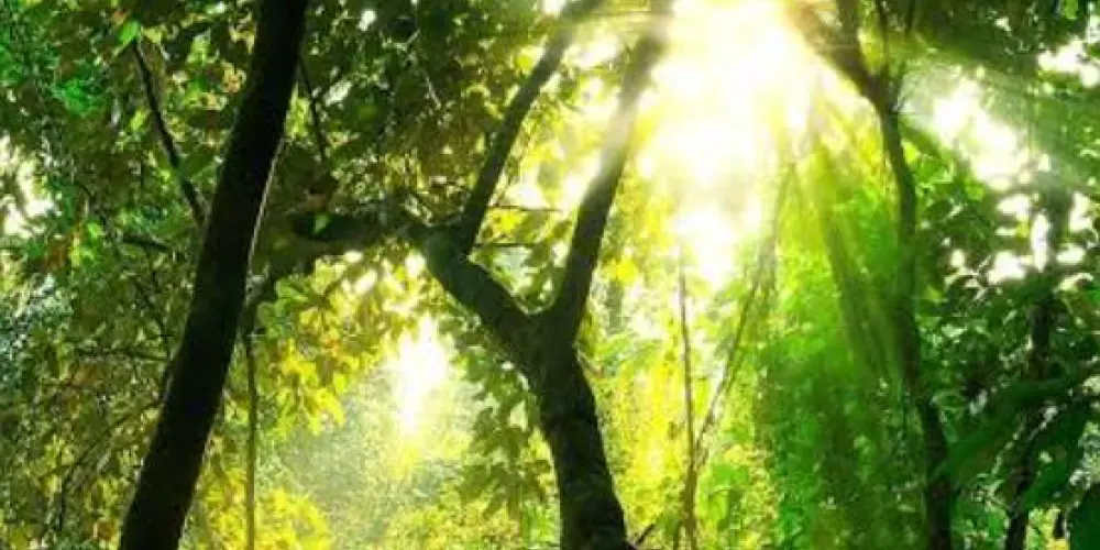 Imagem do grupo de WhatsApp FLORESTA BRASIL🇧🇷