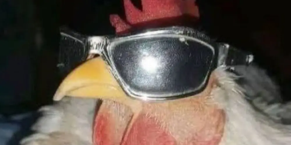 Imagem do grupo de WhatsApp Fofocas do romano 🔥🔥