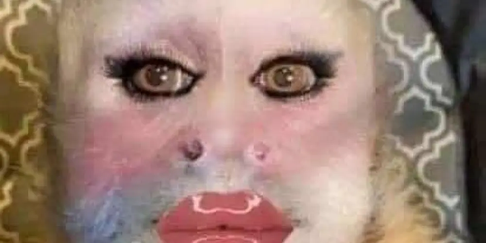 Imagem do grupo de WhatsApp Fofocas e Figurinhas