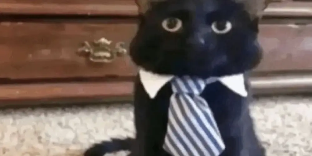 Imagem do grupo de WhatsApp fofocas mal contadas