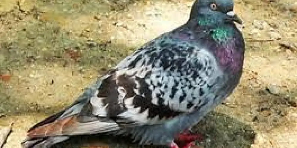 Imagem do grupo de WhatsApp fofoquinha da boa kkkk