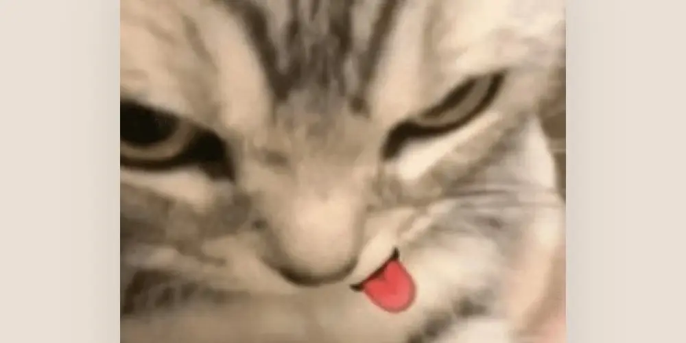 Imagem do grupo de WhatsApp Fofoquinhas de família✨