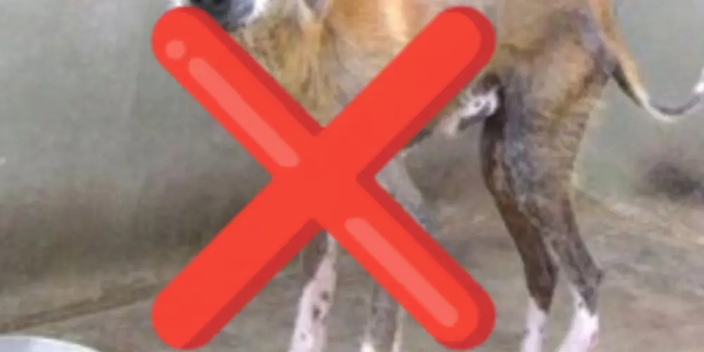 Imagem do grupo de WhatsApp Fome zero Animal