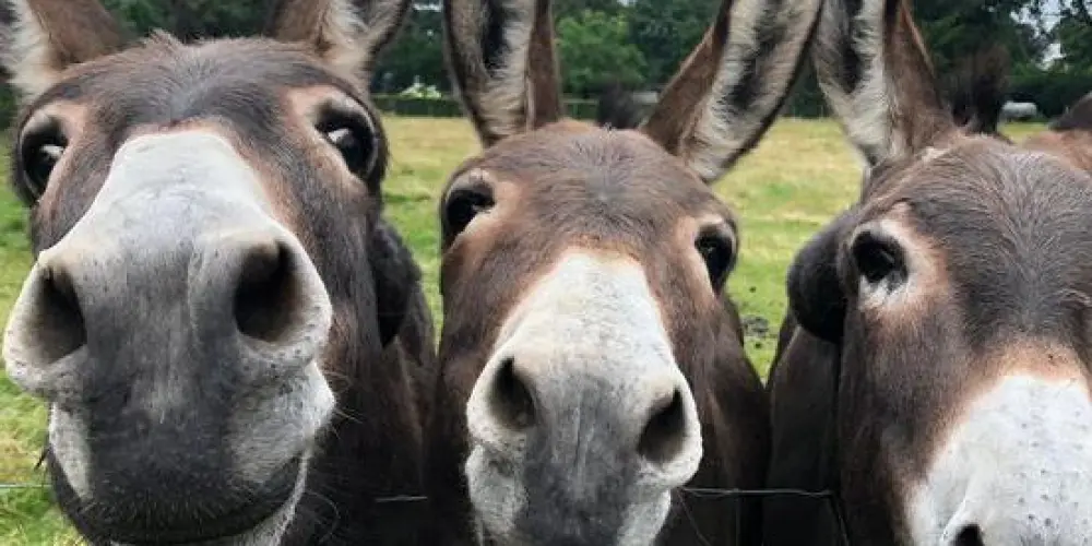 Imagem do grupo de WhatsApp Foragidos do CAPS 🤪