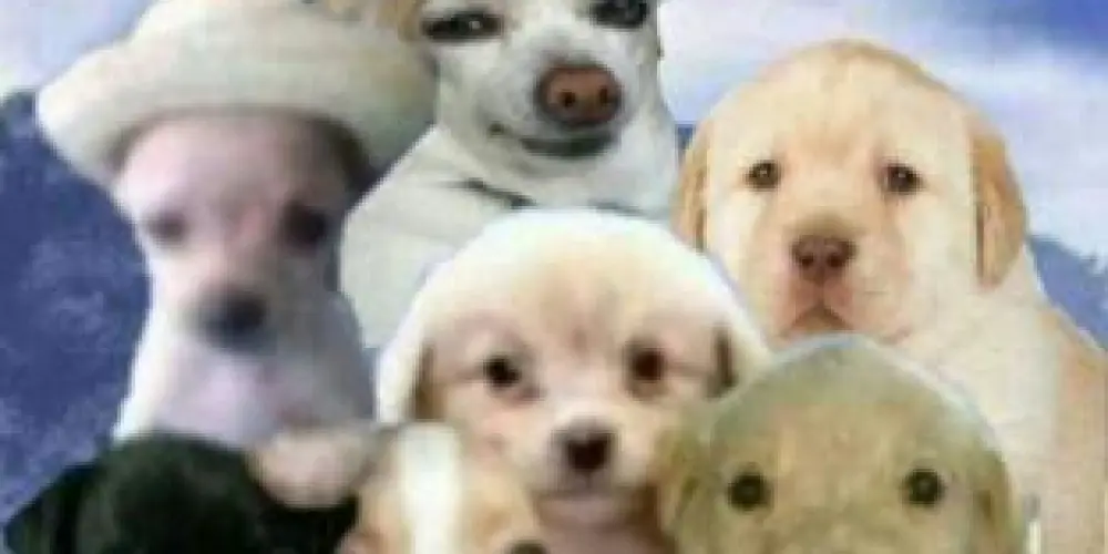 Imagem do grupo de WhatsApp (FORAGIDOS DO CAPS)