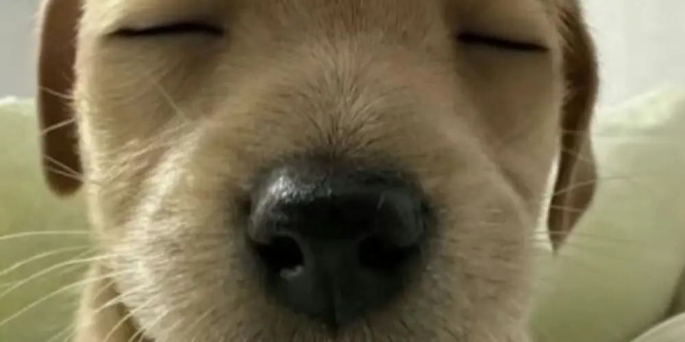 Imagem do grupo de WhatsApp (FORAGIDOS DO CAPS)