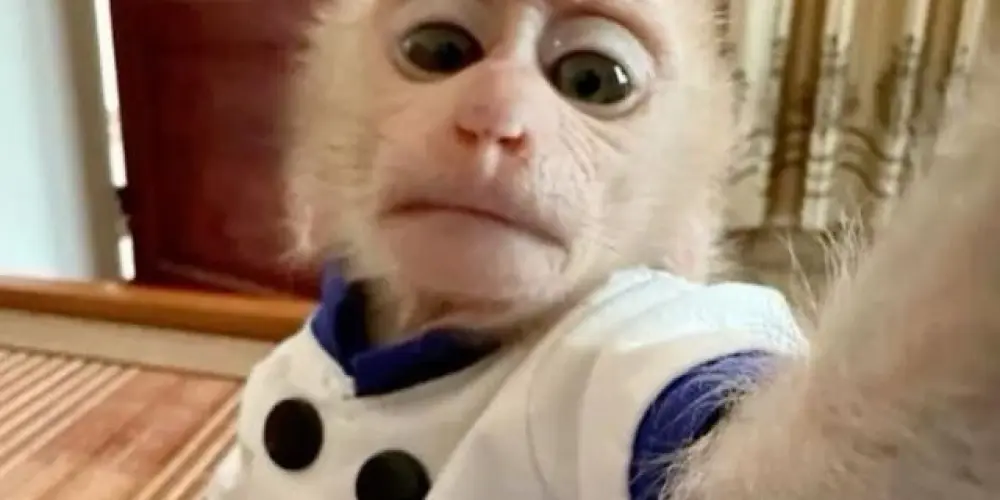 Imagem do grupo de WhatsApp Foragidos do CAPS