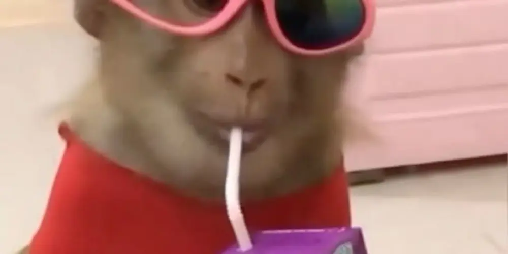 Imagem do grupo de WhatsApp Foragidos do CAPS