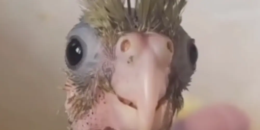 Imagem do grupo de WhatsApp †★Forsaken★†