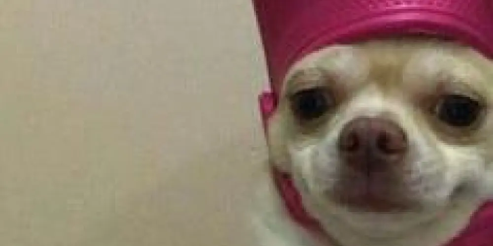 Imagem do grupo de WhatsApp *ֆքǟʍʍɛʀֆ⸙☣