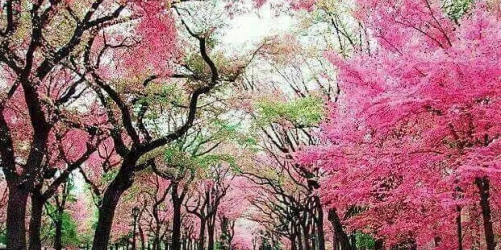 Imagem do grupo de WhatsApp 🌸🐿️FRASES E STATUS 💜🍃