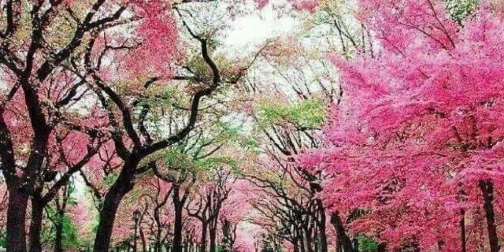 Imagem do grupo de WhatsApp 🌸🐿️FRASES & STATUS💜🍃