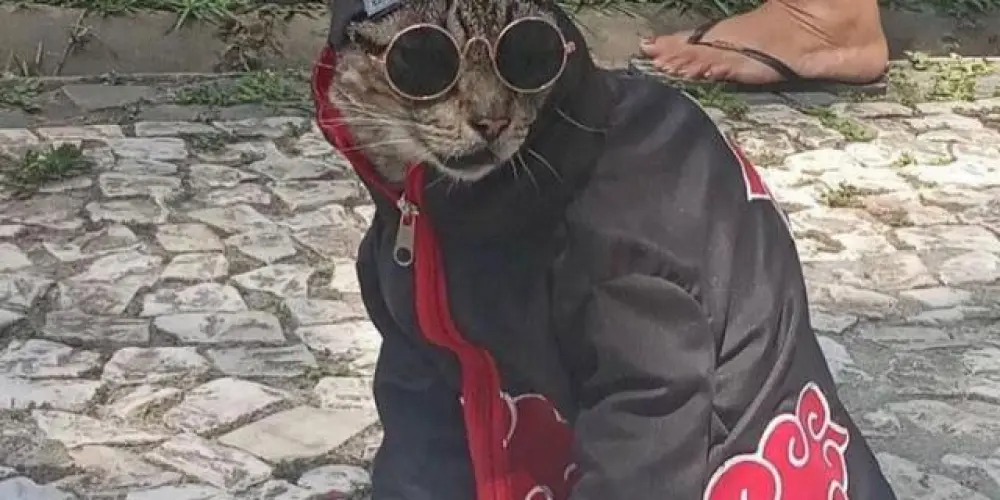 Imagem do grupo de WhatsApp ❦Fraternidade❦