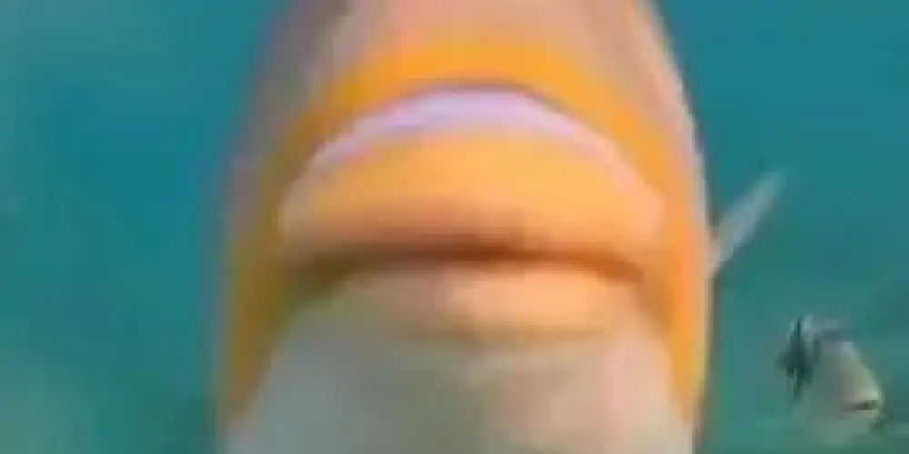 Imagem do grupo de WhatsApp Free