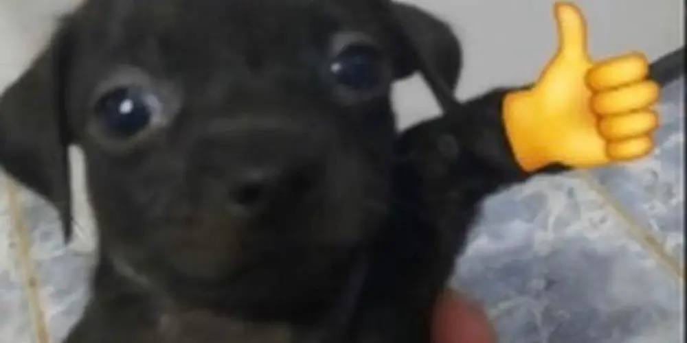 Imagem do grupo de WhatsApp Free fire iniciantes