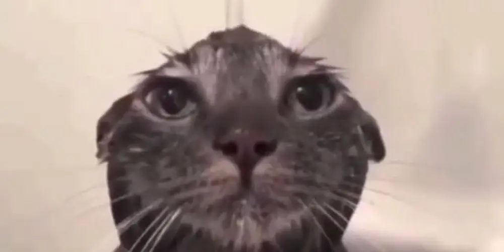 Imagem do grupo de WhatsApp Friends