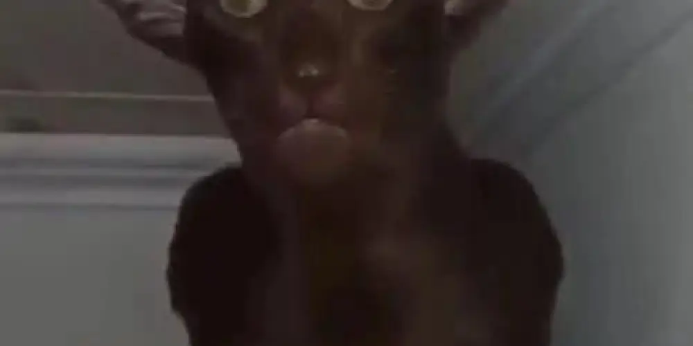 Imagem do grupo de WhatsApp ✨Friends  dia todo✨