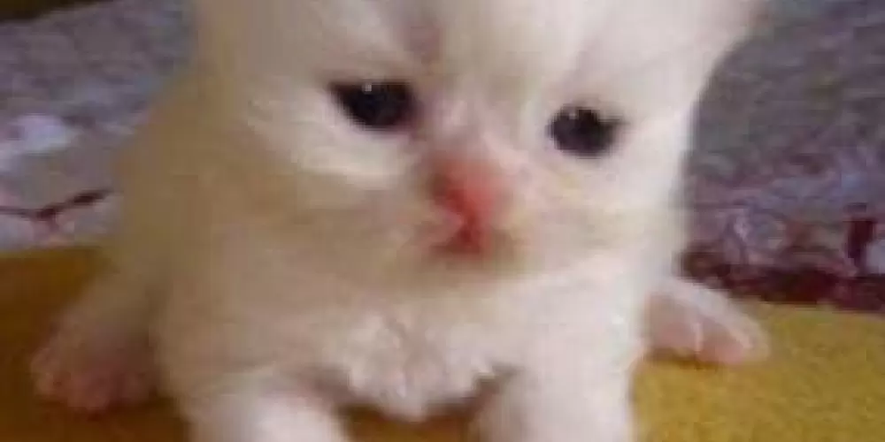 Imagem do grupo de WhatsApp Friendship⁴