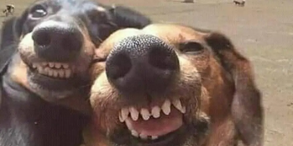 Imagem do grupo de WhatsApp Fugitivos do caps 2.0