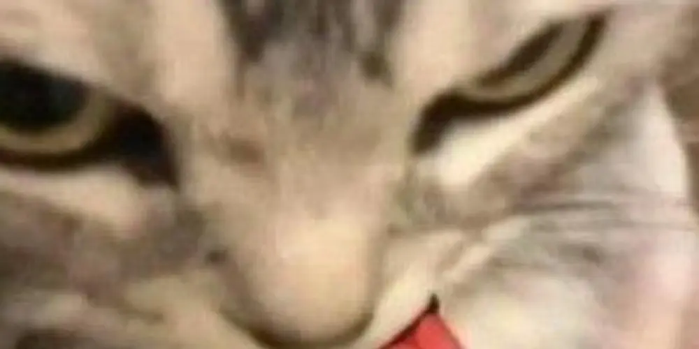 Imagem do grupo de WhatsApp Fugitivos do Caps