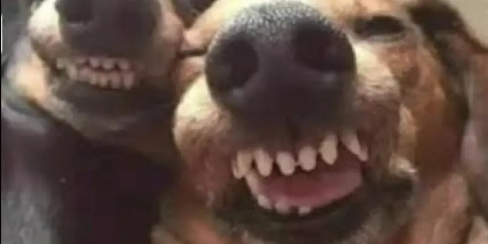 Imagem do grupo de WhatsApp 🤡 FUGITIVOS DO CAPS 🤡