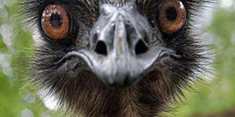 Imagem do grupo de WhatsApp Fugitivos do Caps😵‍💫🫠