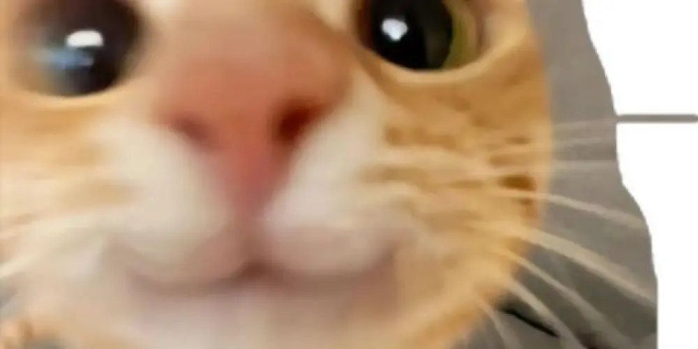 Imagem do grupo de WhatsApp Funerária Santa Maria, a sua morte é nossa alegria