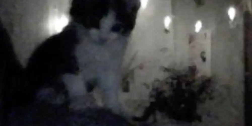 Imagem do grupo de WhatsApp ғᴀᴍɪʟʏ 𝐬𝐭𝐢𝐜𝐤𝐞𝐫𝐬 -- ︴⌗୨୧