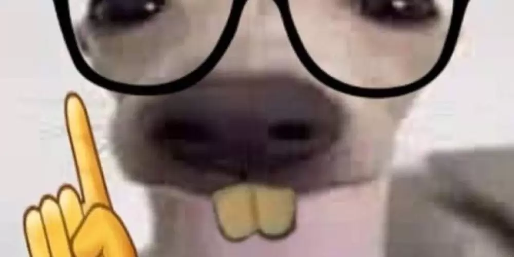 Imagem do grupo de WhatsApp 🤡 Gados & Gatas 👿