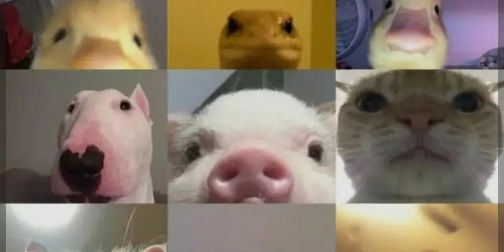 Imagem do grupo de WhatsApp Galera online😎