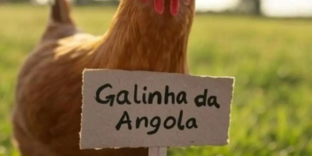 Imagem do grupo de WhatsApp Galinha da angola