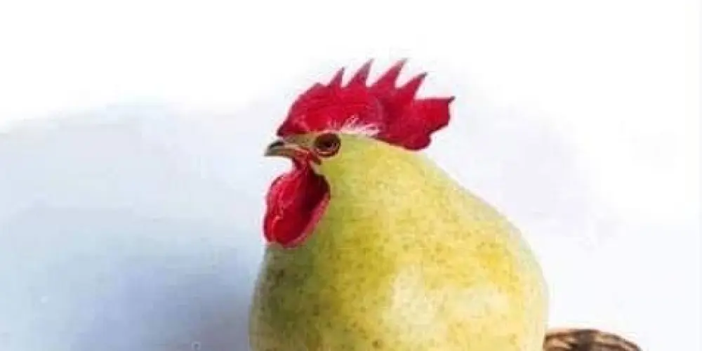 Imagem do grupo de WhatsApp GALOPÊRA