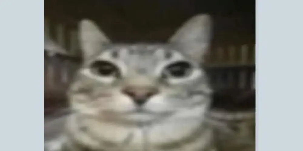 Imagem do grupo de WhatsApp Gambiarra