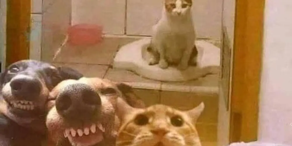 Imagem do grupo de WhatsApp Gangue da diversão