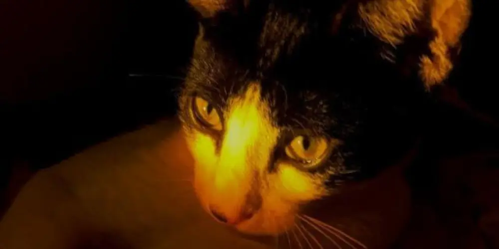 Imagem do grupo de WhatsApp Gangue da nike