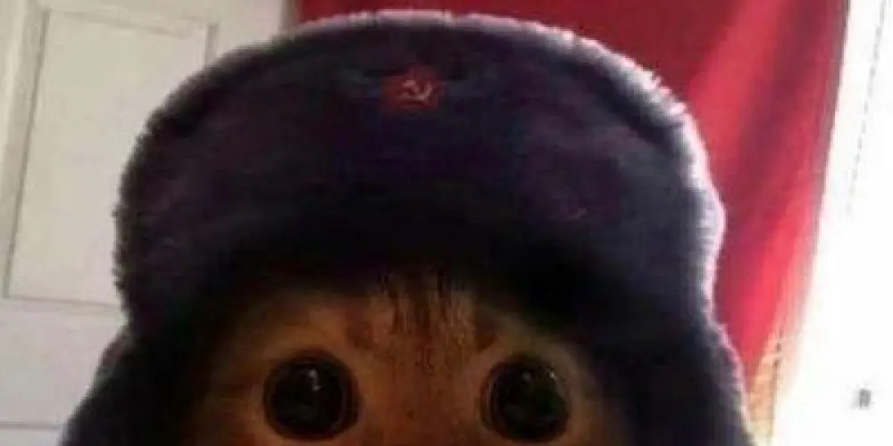 Imagem do grupo de WhatsApp Gatinhas Comunistas ₍^. .^₎⟆ ☭