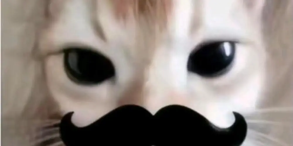 Imagem do grupo de WhatsApp Gatinho Da Zoeira 爱