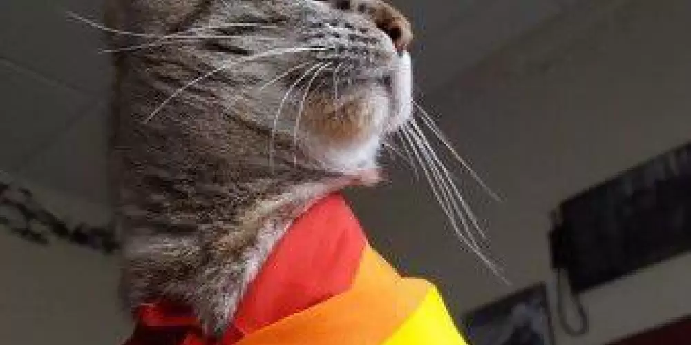 Imagem do grupo de WhatsApp Gatinho lgbt