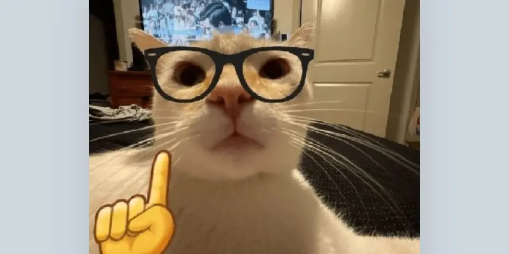 Imagem do grupo de WhatsApp Gatinhos e gatinhas 😺