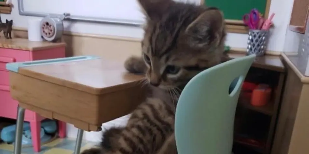 Imagem do grupo de WhatsApp Gatinhos felizes