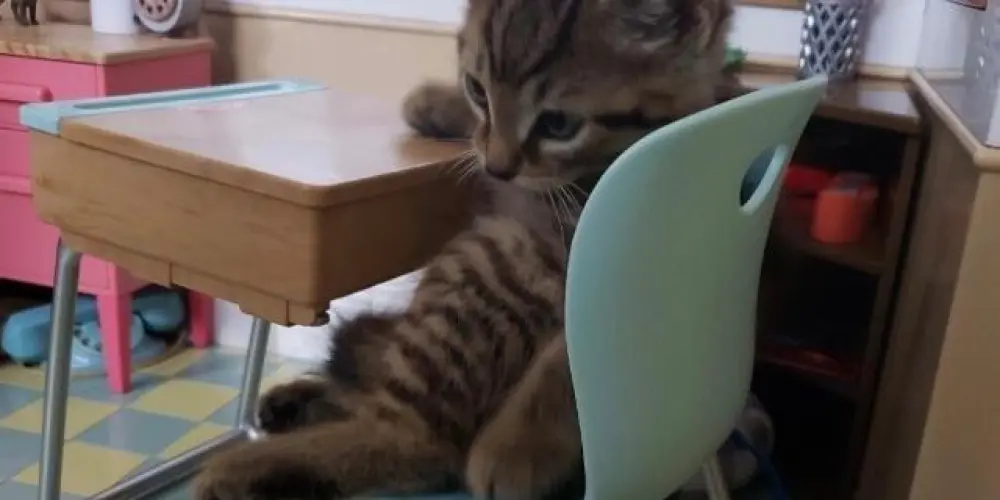 Imagem do grupo de WhatsApp GATINHOS FELIZES