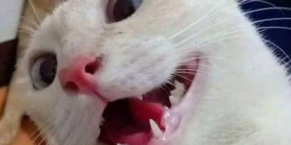 Imagem do grupo de WhatsApp GATO BOT 2(ON✅)