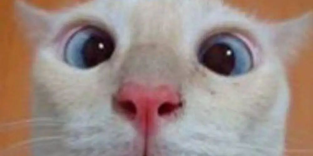 Imagem do grupo de WhatsApp GATO BOT (ON✅)